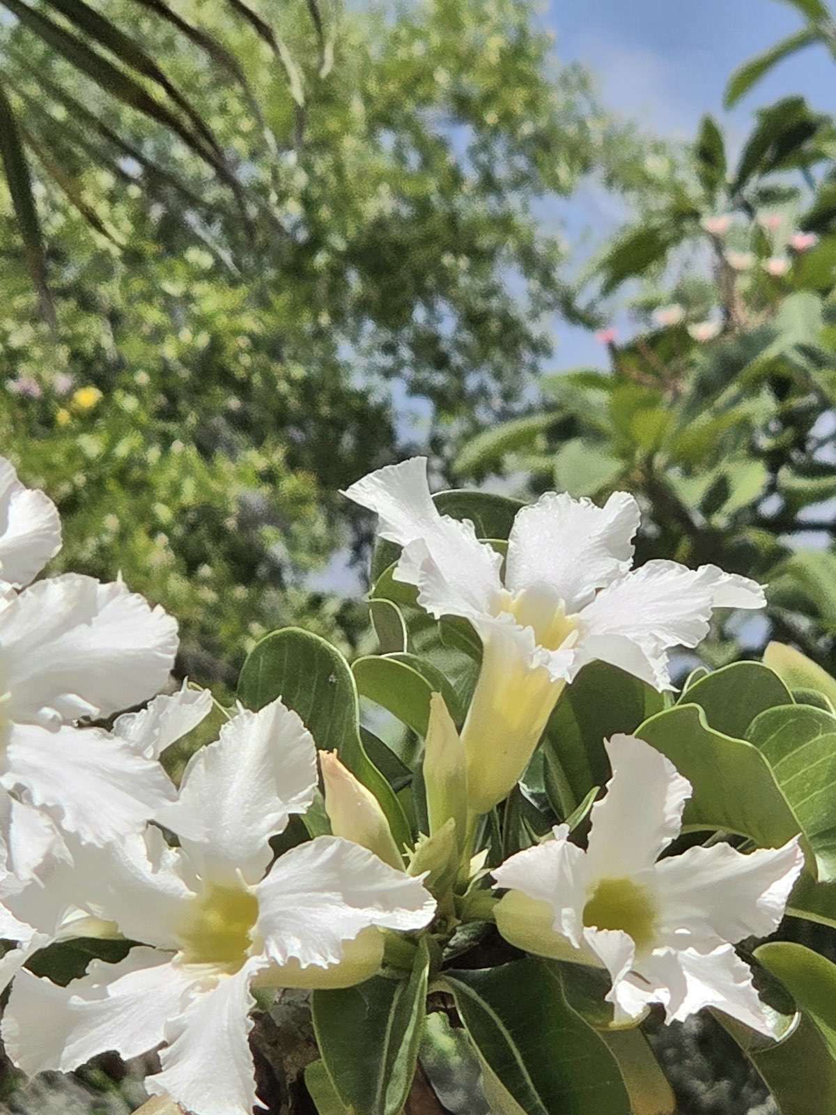 White desert rose flowers with pale yellow centers blooming among green leaves.