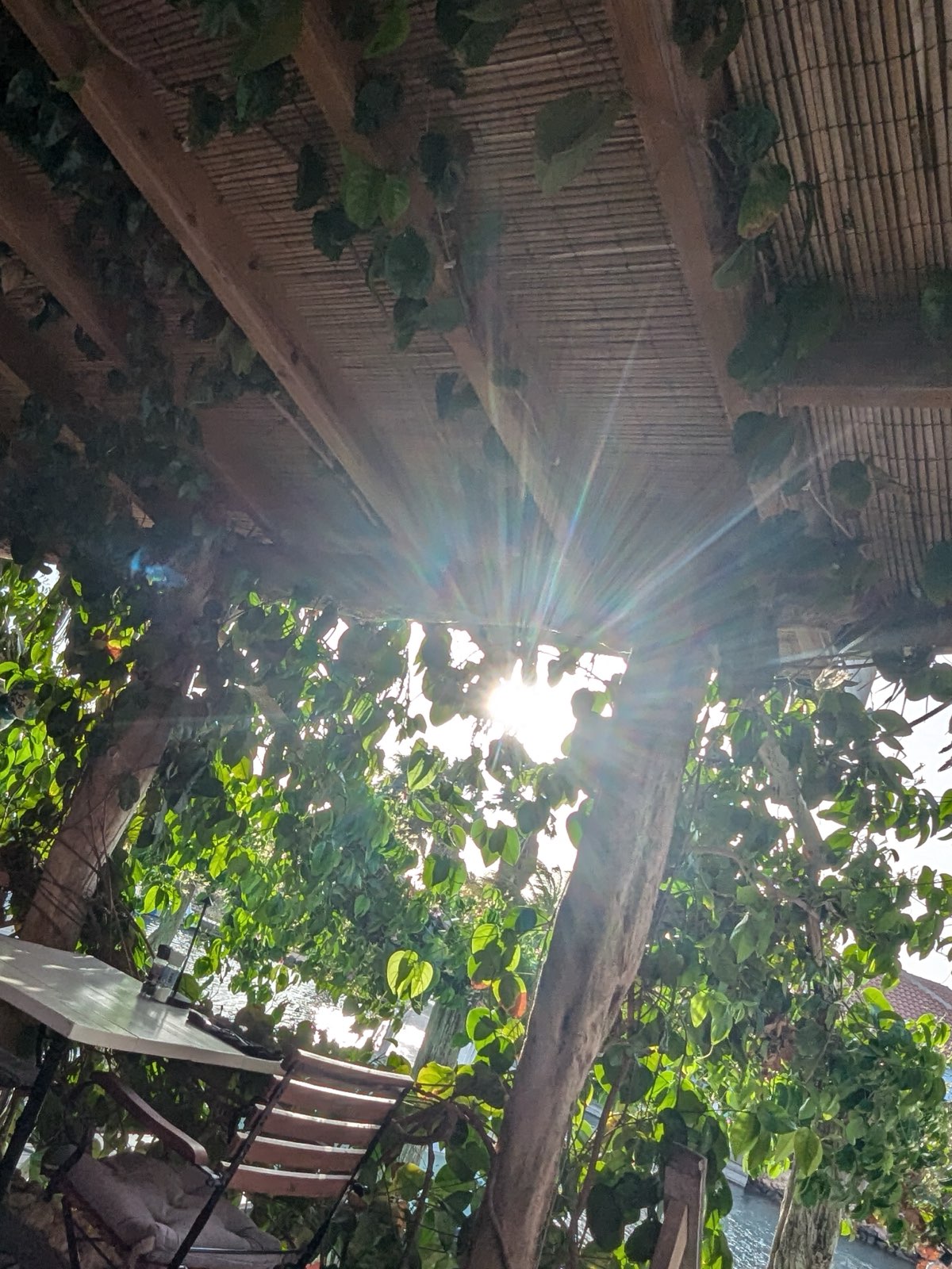 Bright sunlight filters through vines and a wooden pergola above a patio table.